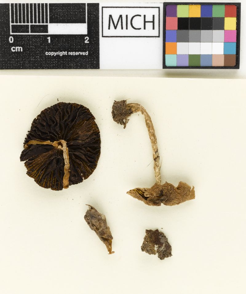 Psathyrella harrisonii image