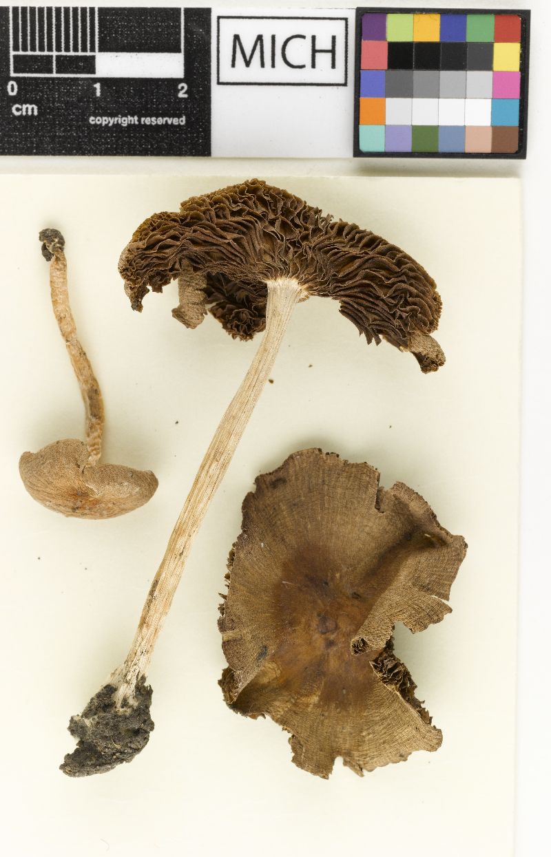 Psathyrella hesleri image