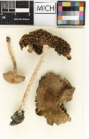 Psathyrella hesleri image