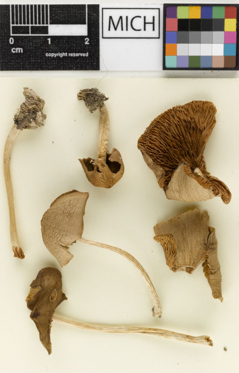 Psathyrella hoseneyae image