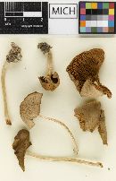 Psathyrella hoseneyae image