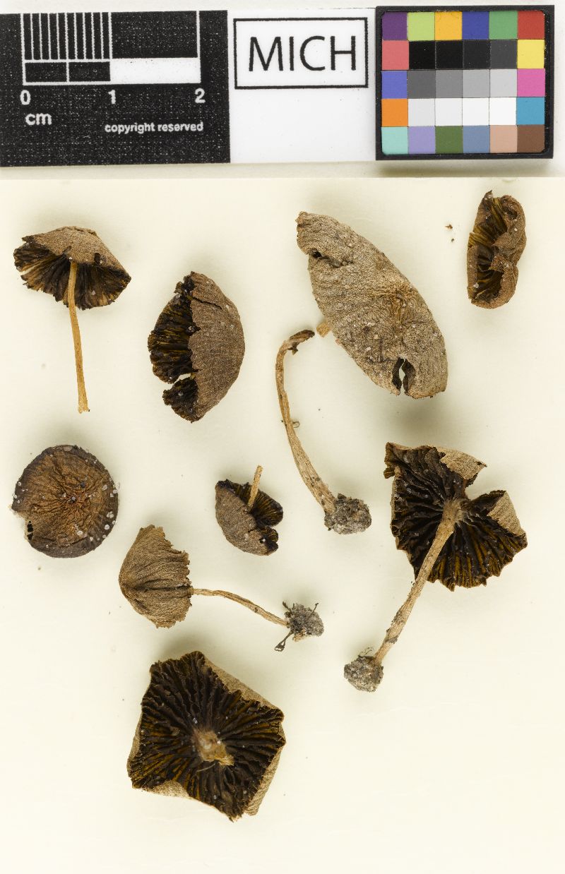 Psathyrella houghtonensis image