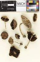 Psathyrella houghtonensis image