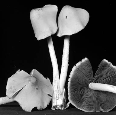 Psathyrella huronensis image