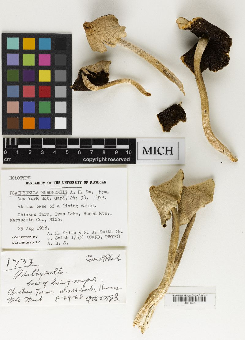 Psathyrella huronensis image