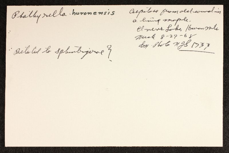 Psathyrella huronensis image
