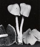 Psathyrella huronensis image