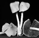 Psathyrella huronensis image