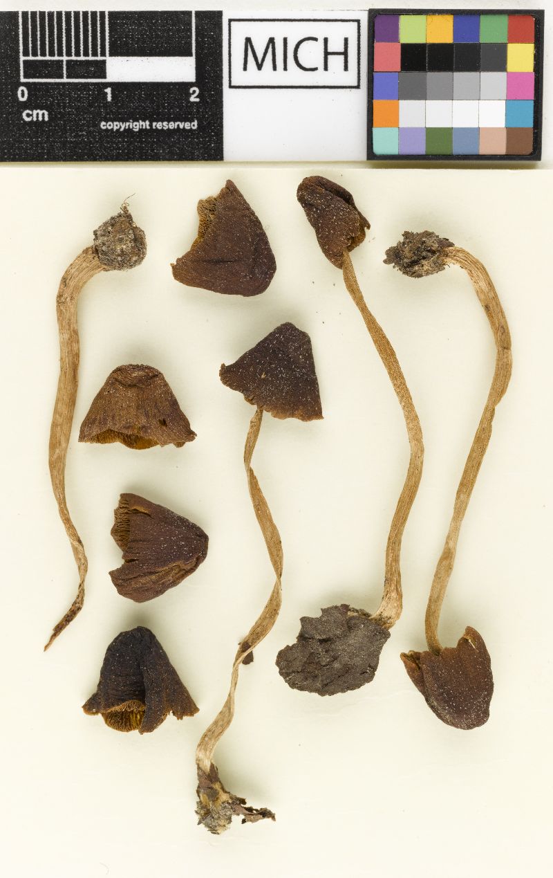 Psathyrella hymenocephala var. farinacea image