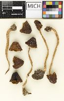 Psathyrella hymenocephala var. farinacea image