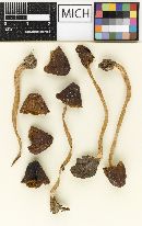 Psathyrella hymenocephala image