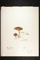 Psathyrella hypertropicalis image