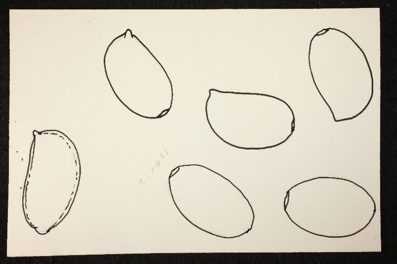 Psathyrella incrustans image