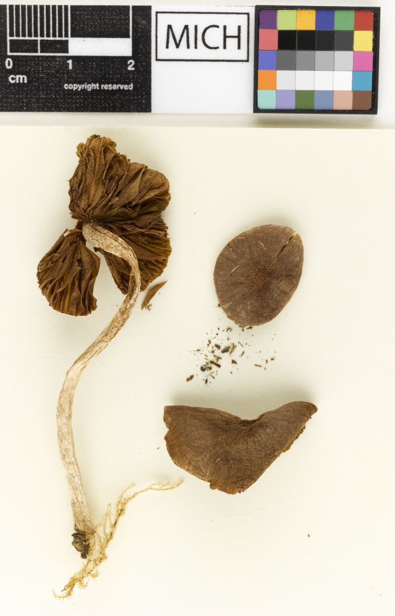 Psathyrella indecorosa image