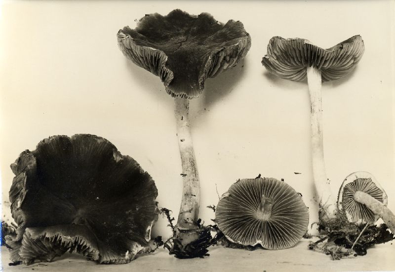 Psathyrella indecorosa image