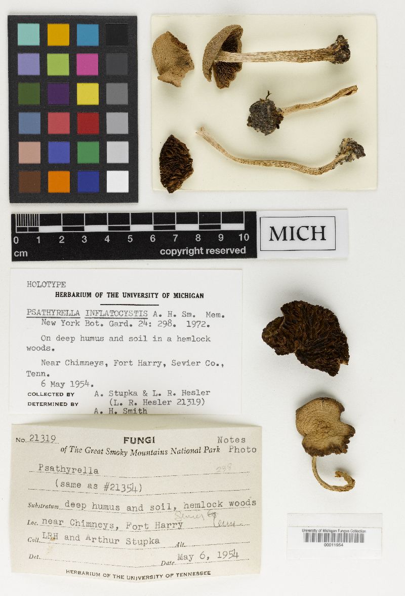 Psathyrella inflatocystis image