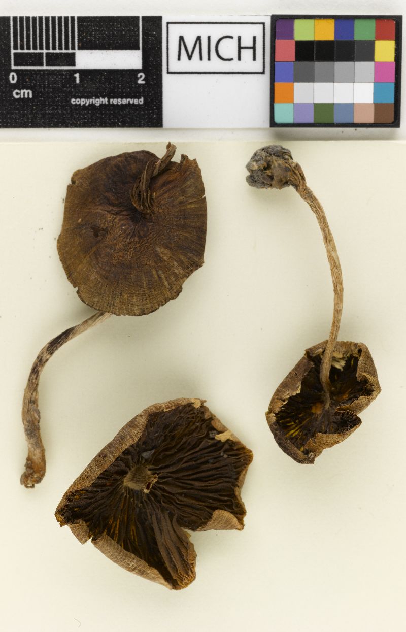 Psathyrella iterata image