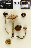 Psathyrella lubrica image