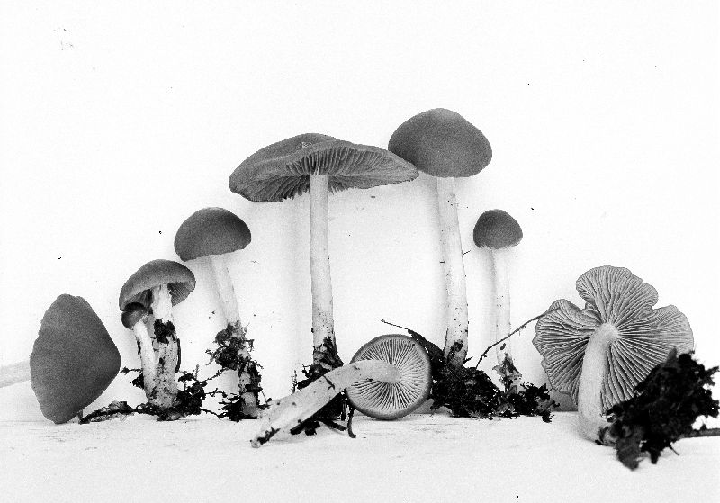 Psathyrella lubrica image