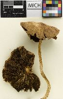 Psathyrella kauffmanii image