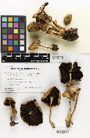 Psathyrella kauffmanii image