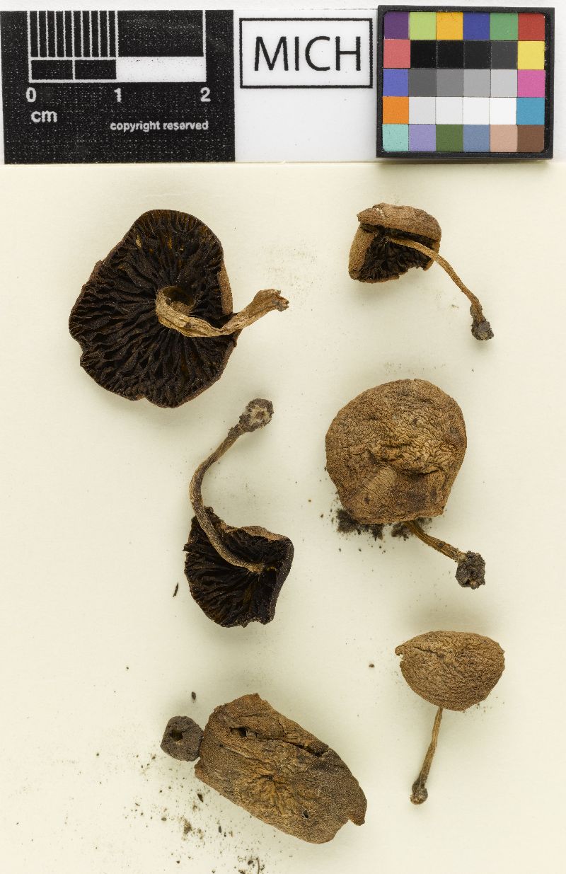 Psathyrella limicola image