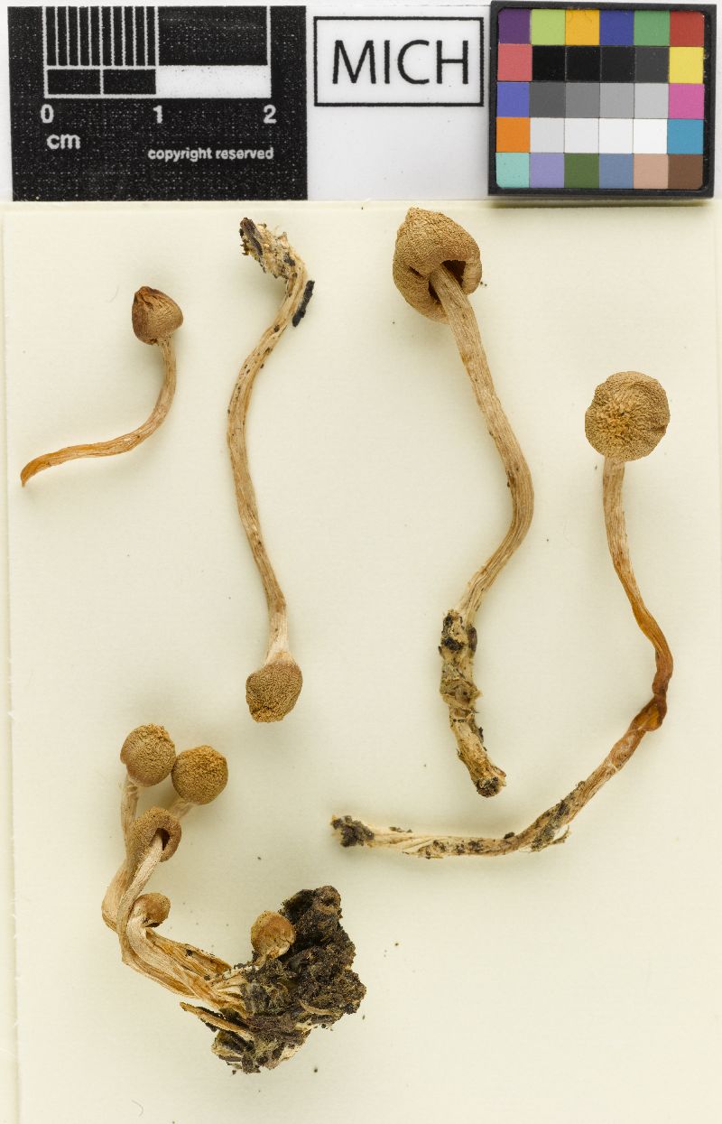 Psathyrella microcystis image