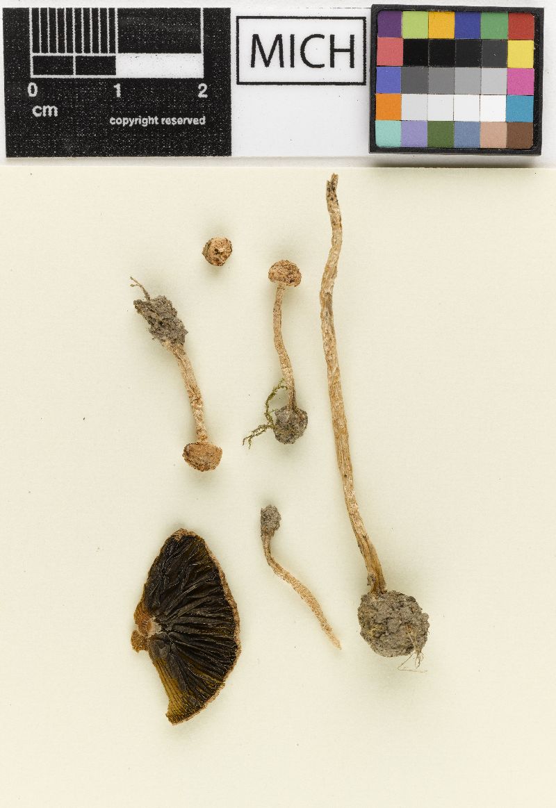 Psathyrella ligulata image