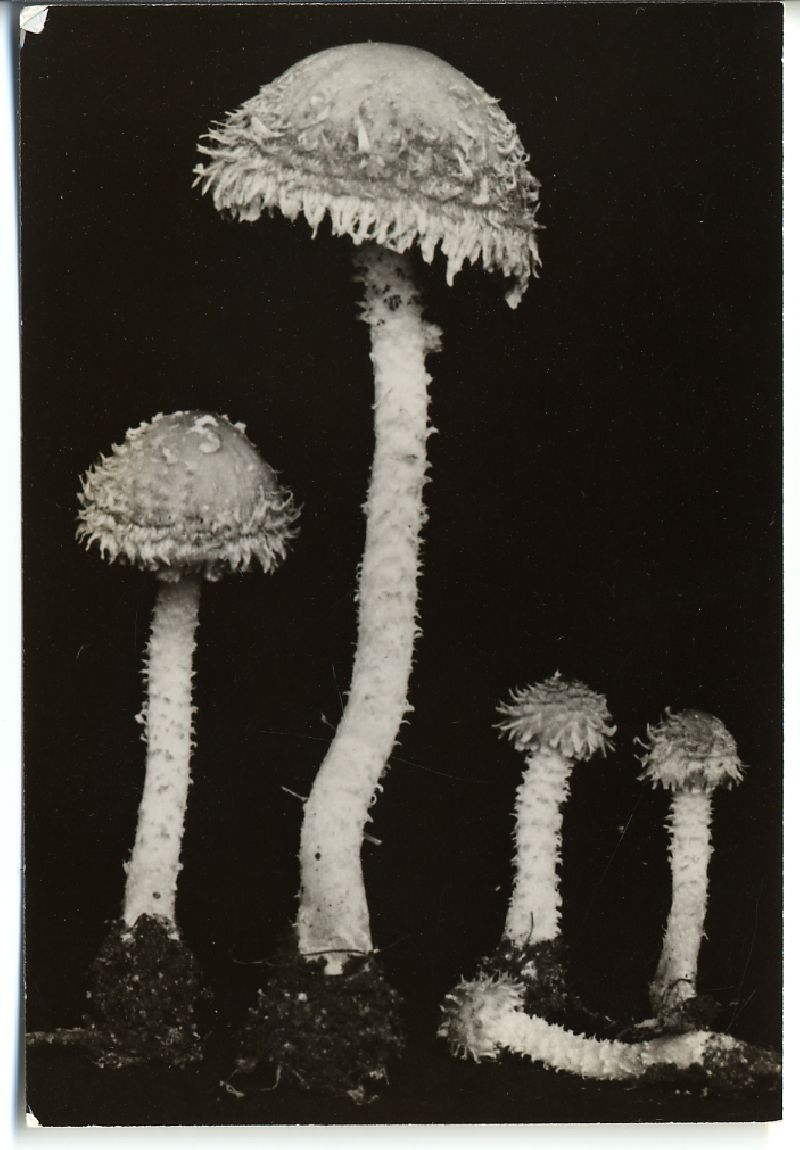 Psathyrella ligulata image