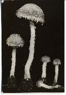 Psathyrella ligulata image