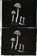 Psathyrella ligulata image