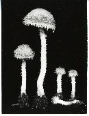 Psathyrella ligulata image