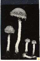 Psathyrella ligulata image