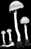 Psathyrella ligulata image