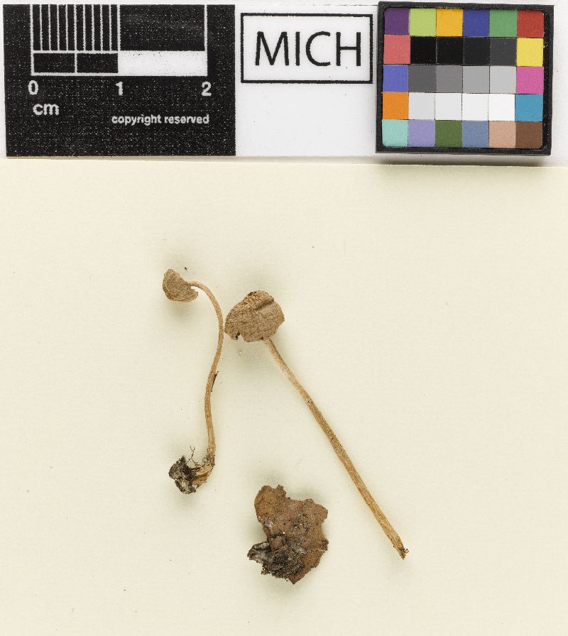 Psathyrella longicystis image