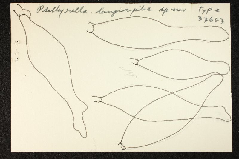 Psathyrella longicystis image