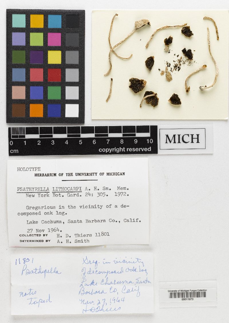 Psathyrella lithocarpi image