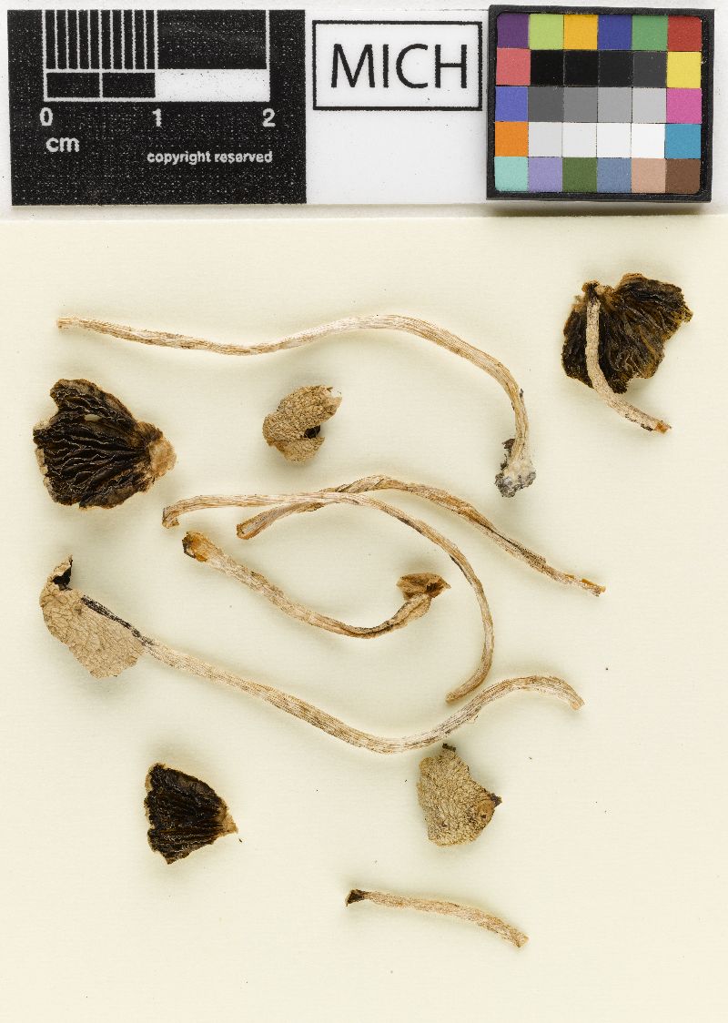 Psathyrella lithocarpi image