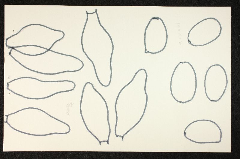 Psathyrella limosa image