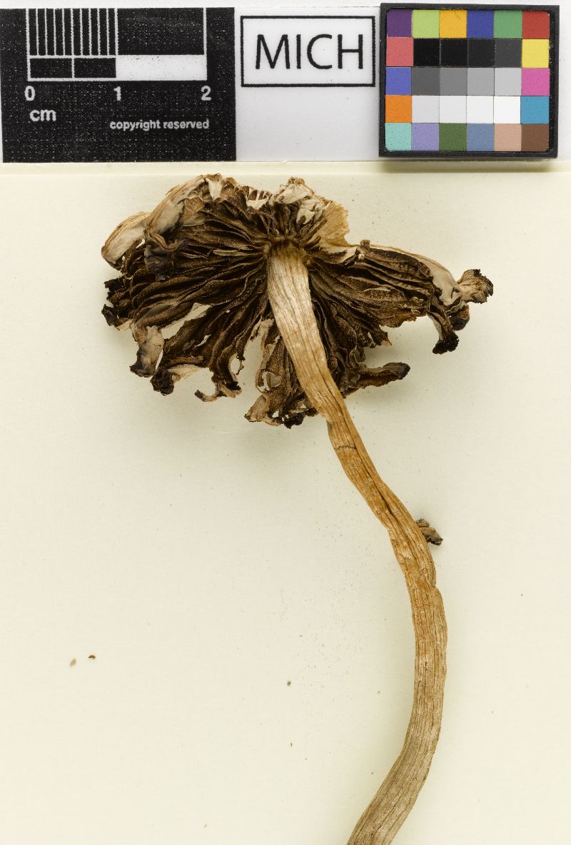 Psathyrella lilaceogrisea image