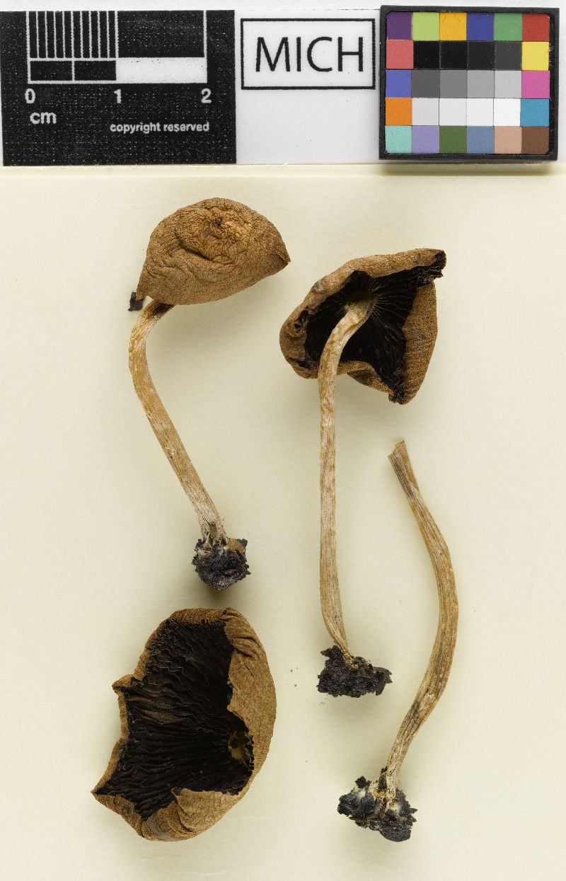 Psathyrella laeta image