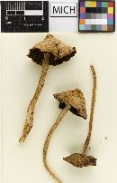 Psathyrella longistipes image