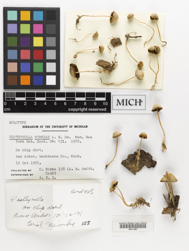 Psathyrella nimkeae image