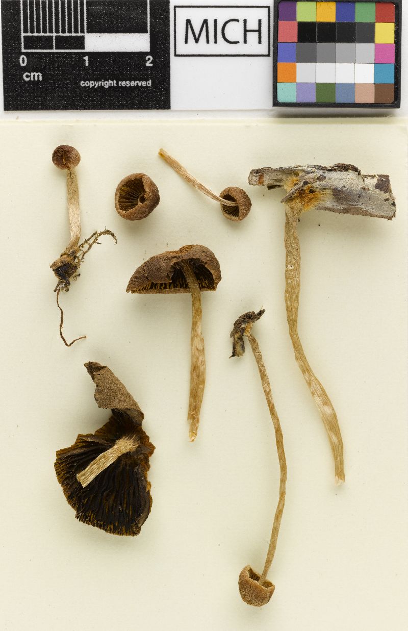 Psathyrella nitens image