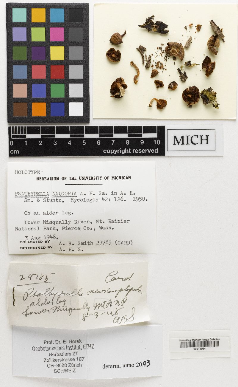 Psathyrella naucoria image