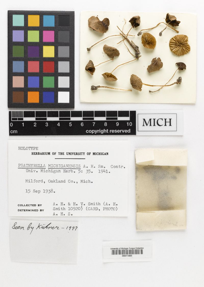 Psathyrella michiganensis image