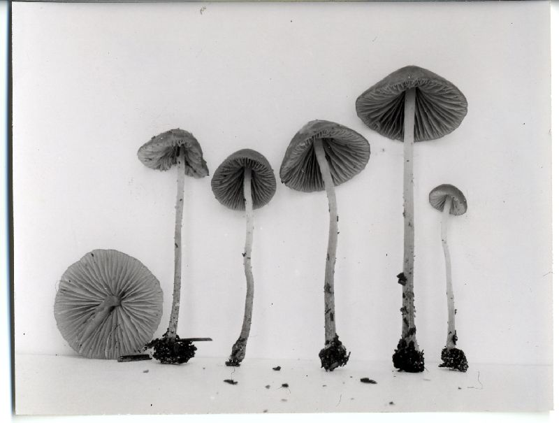 Psathyrella michiganensis image