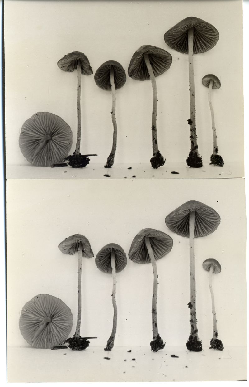 Psathyrella michiganensis image