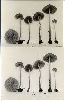 Psathyrella michiganensis image