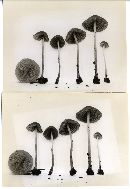 Psathyrella michiganensis image